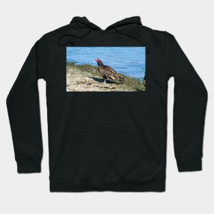 Turkey Vulture Standing On A Beach Hoodie